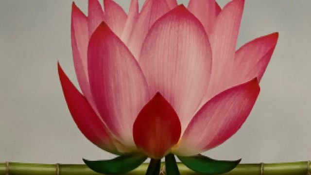lotus